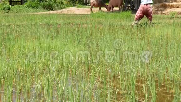 高清泰国东南亚的稻田稻田和稻草稻草人和两头牛亚洲乡村的生活方式电车视频的预览图