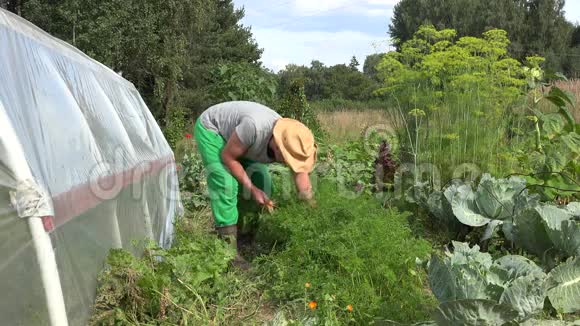 摘帽子的年轻园丁在温室附近采摘新鲜的有机胡萝卜蔬菜4K视频的预览图