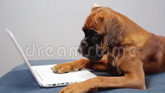 可爱的拳击手在笔记本电脑上工作视频的预览图