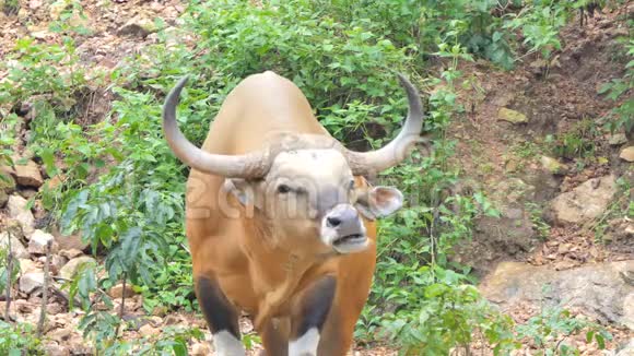 局部雨林中的班腾公牛视频的预览图