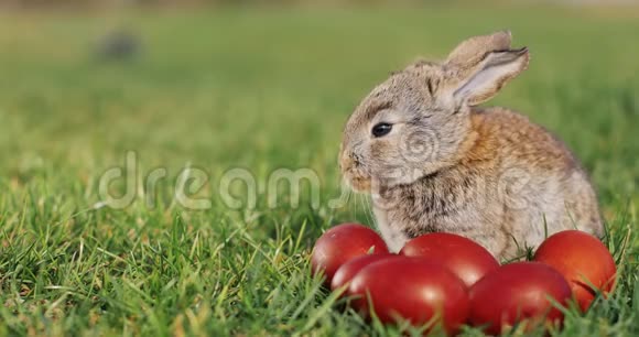 有趣的小灰兔坐在绿草中的复活节彩蛋视频的预览图