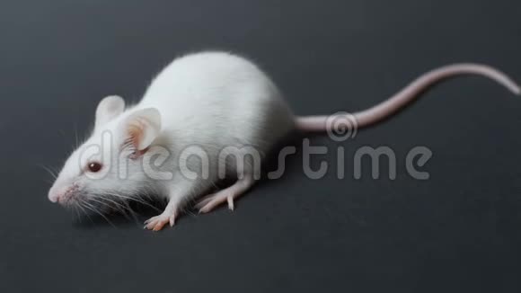 白色实验室鼠标上黑色背景特写概念药物疫苗实验动物人类的检验视频的预览图