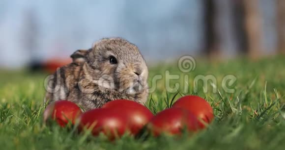 有趣的小灰兔坐在绿草中的复活节彩蛋视频的预览图