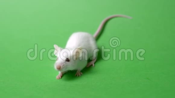 白色实验室小鼠在绿色背景上分离视频的预览图