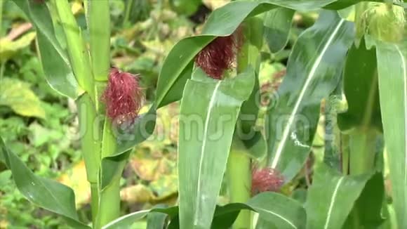 玉米在花园里成熟植物在雨中成熟天然有机蔬菜在花园里生长视频的预览图