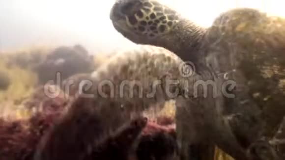 加拉帕戈斯群岛上有黄色龟壳的海底泻湖的海龟视频的预览图