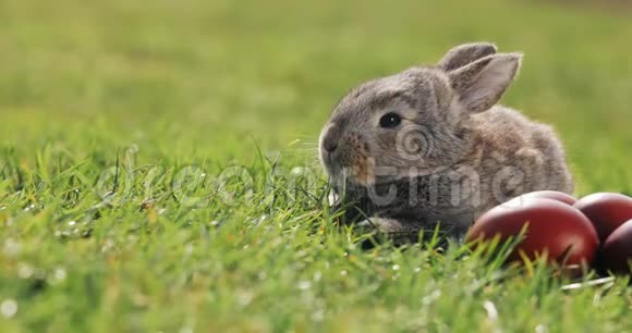 有趣的小灰兔坐在绿色草地上的红色复活节彩蛋视频的预览图