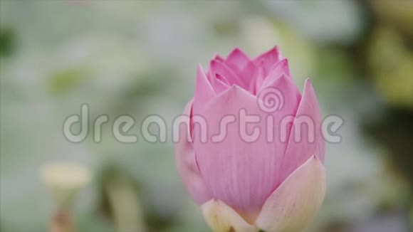 美丽的粉红色莲花在水上公园的花园里巴德关门了相机绕着花苞旋转视频的预览图