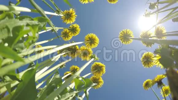 在蓝色的夏日太阳天空的背景下看到了黄色蒲公英的底部景色视频的预览图