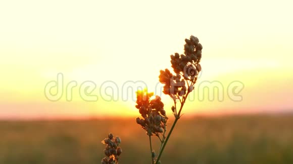 日落时的草单步走在风中美丽的行动视频的预览图