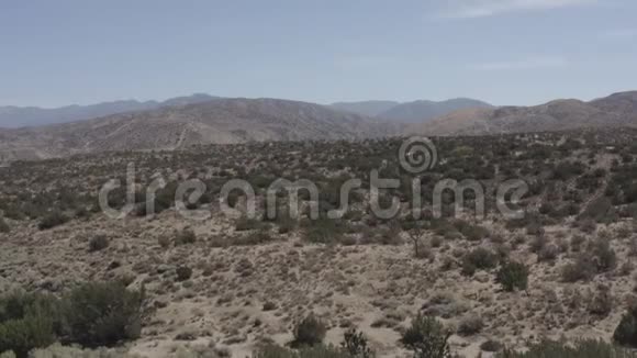 贫瘠的沙漠有一些小灌木视频的预览图