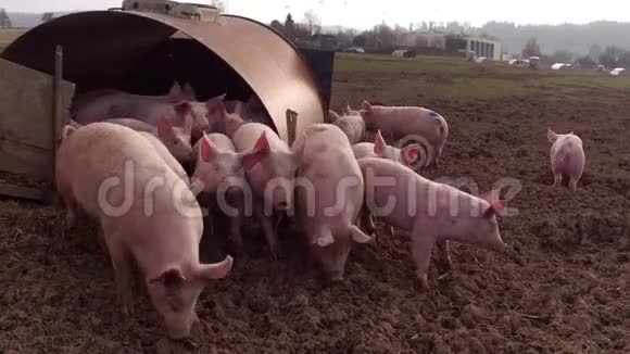 快乐的猪在泥里看着镜头视频的预览图