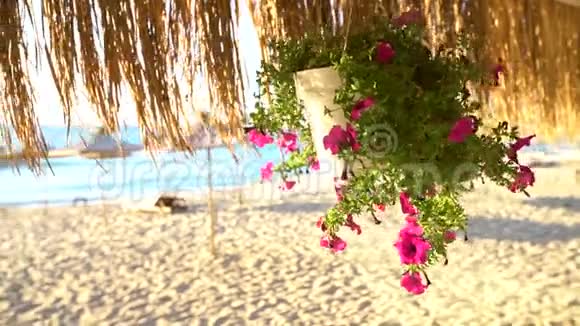 热带海滩和阳伞上的日出伞下的花视频的预览图