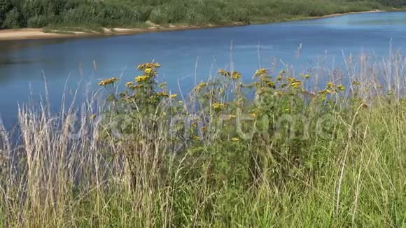 在韦特鲁加河的背景下坦西的灌木丛阳光明媚的夏日俄罗斯科斯特罗马地区视频的预览图