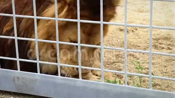 饥饿的狮子在动物园笼子后面吃鸡视频的预览图