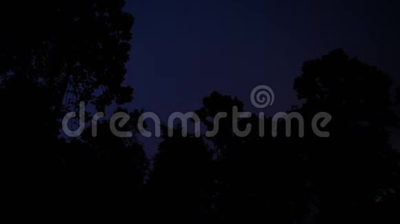 黑夜中的森林和闪电视频的预览图