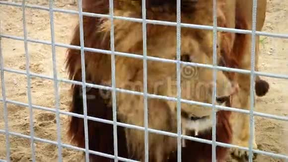 饥饿的狮子在笼子后面环顾四周视频的预览图