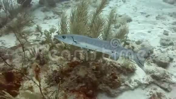 梭鱼沿着沙质的海底游泳视频的预览图