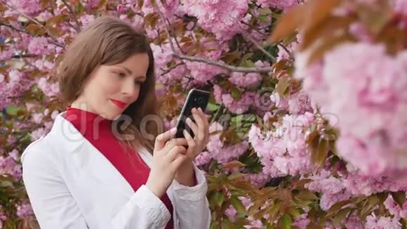 美丽的女孩在智能手机上拍下樱花树春天的粉红色花朵的照片视频的预览图