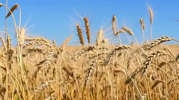 黄金小麦准备收割小麦小穗的缓慢移动蓝天背景下的麦田视频的预览图