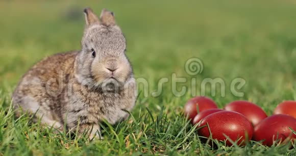 有趣的小灰兔坐在绿色草地上的红色复活节彩蛋视频的预览图