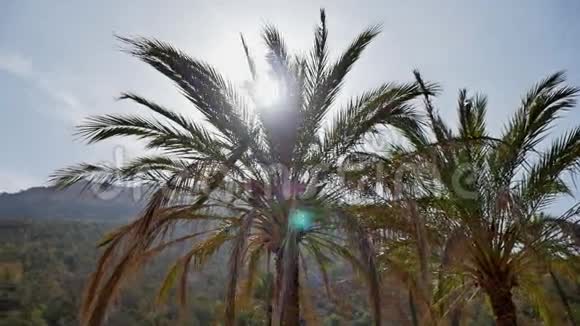 棕榈树阳光FHD视频的预览图