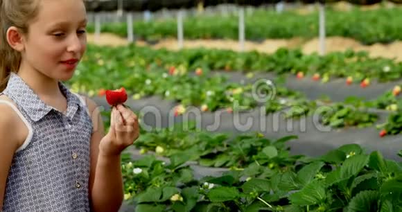 在农场吃草莓的女孩4k视频的预览图