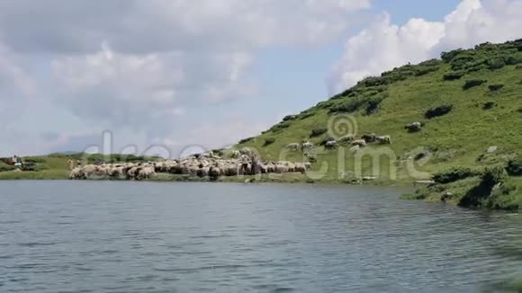 一大群牧羊人和一只赛狗在山湖附近视频的预览图