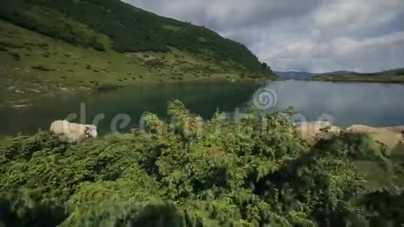 慢动作在喀尔巴阡山的山湖附近羊跑掉了视频的预览图
