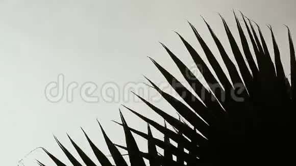 棕榈枝在白天蜷缩在风中视频的预览图