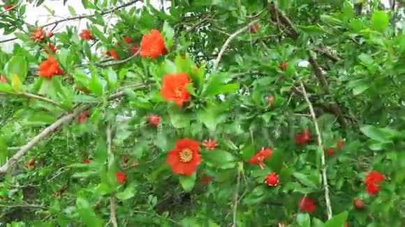 石榴在希腊克里特岛春季开花风在吹过树枝视频的预览图