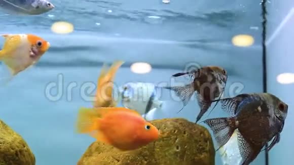 水族馆里的装饰鱼天使鱼标量鱼和金鱼视频的预览图