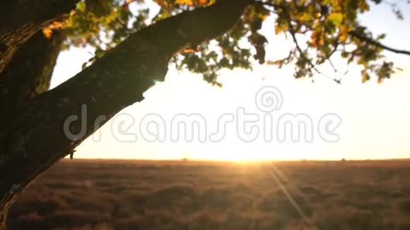 树自然景观阳光视频的预览图