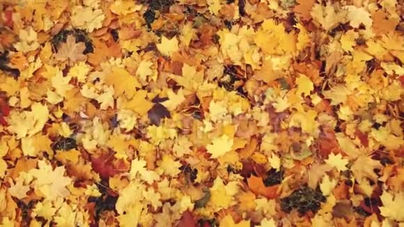 公园里的秋叶红黄绿叶纷纷落地风吹向躺着的多人视频的预览图