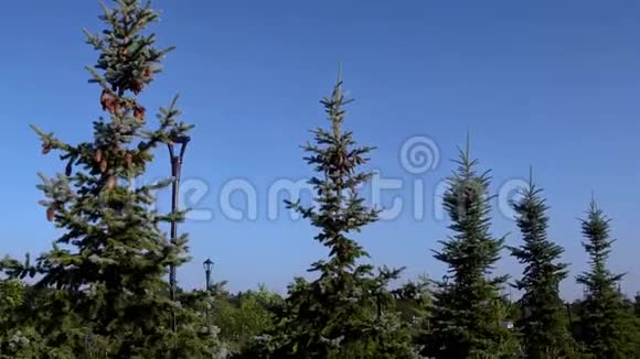 公园里杉树的美丽线条视频的预览图