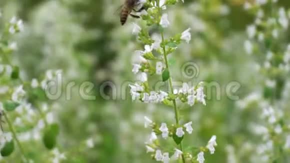 蜜蜂授粉花的特写视频的预览图