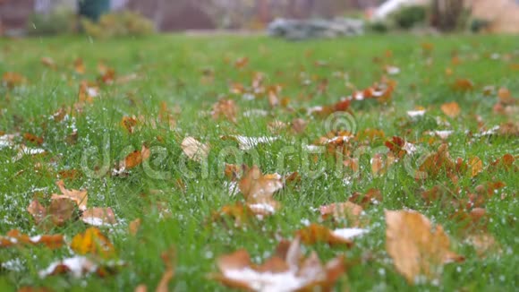 草地上第一场雪花飘落落叶缓慢视频的预览图