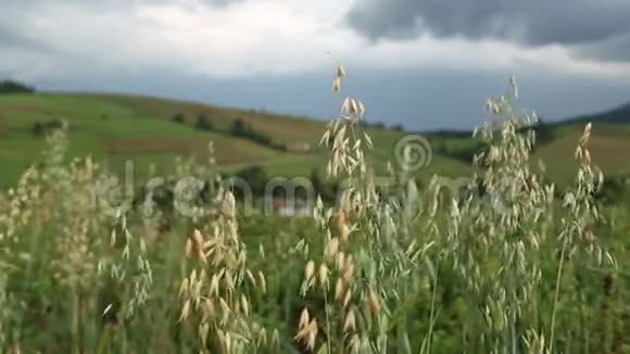 禾本科植物视频的预览图