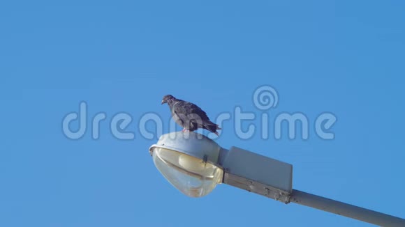 特写慢镜头拍摄一只鸽子坐在路灯上对着蓝天4K视频的预览图