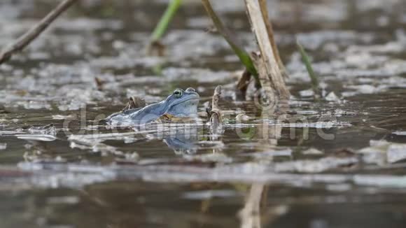 摩尔青蛙拉娜阿尔瓦利斯蓝色欧洲青蛙在小池塘春天在捷克共和国摩拉维亚视频的预览图