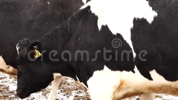 肮脏的黑白两色的奶牛从摄像机旁经过方向不同视频的预览图