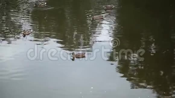 鸭子在一个绿色的小湖上游泳视频的预览图