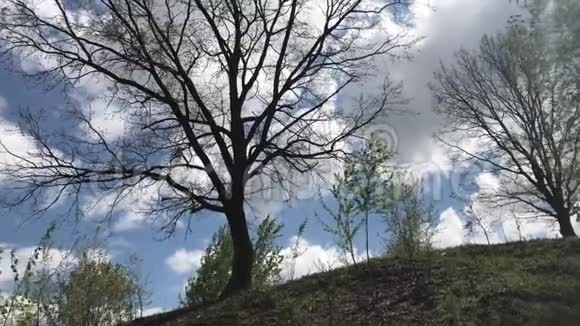 春天风被生长在山坡上的小树吹来一棵大树没有叶子有一个枝状的树冠视频的预览图