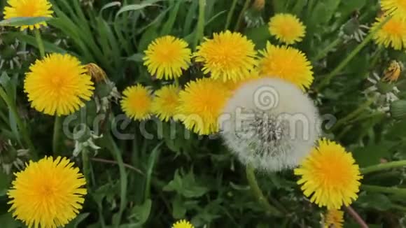 春天风在草地上摇曳着开花的蒲公英其中一个是毛茸茸的球视频的预览图