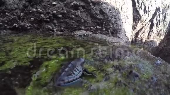 一只小海龟学会在水下近距离游泳视频的预览图