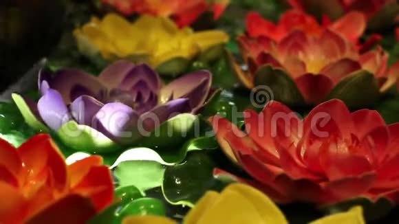 柔和的色彩缤纷的睡莲漂浮在水中视频的预览图