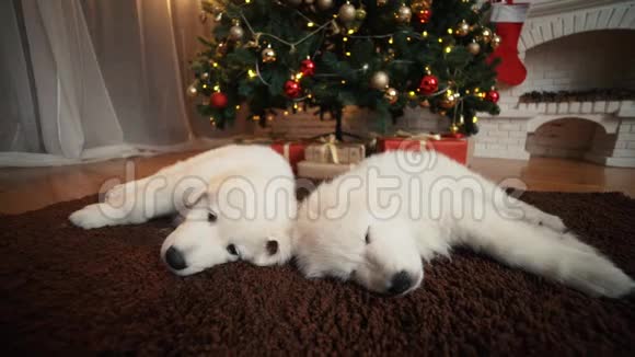 美丽的白狗小狗睡在圣诞树下视频的预览图