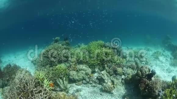 充满活力的大坝自利游泳以上的芳香珊瑚视频的预览图
