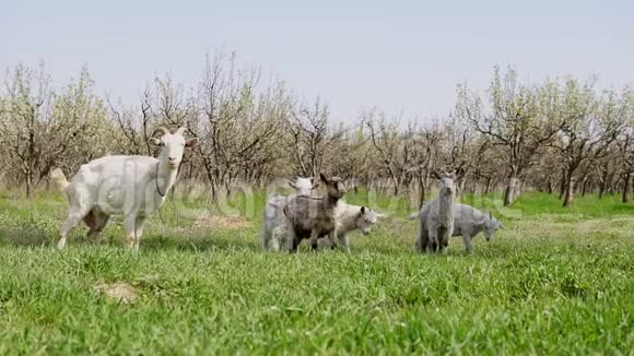 一群山羊在花园里春天有青草视频的预览图