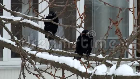 下雪时两个乌鸦坐在树枝上观看视频的预览图